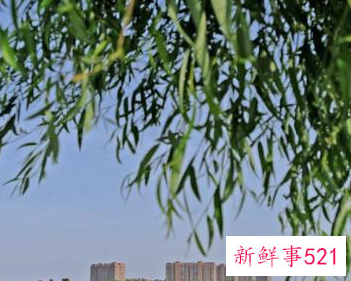 清明节的节日风俗有哪些