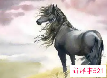 属马感情和桃花运