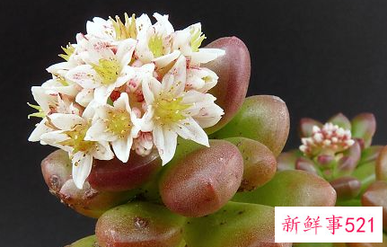 多肉开花代表什么寓意