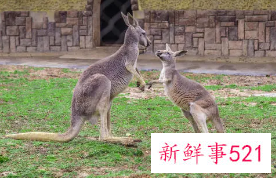 梦见袋鼠有什么征兆