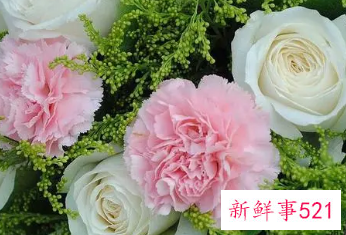 康乃馨花优美的句子