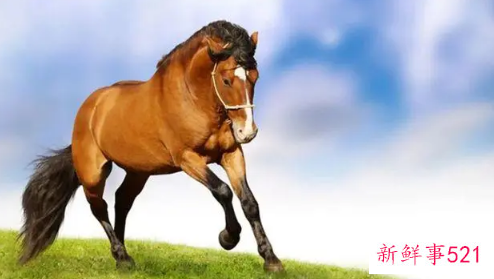 心最坏的生肖女