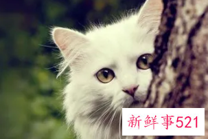 梦见猫是有什么预兆