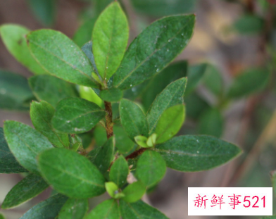 映山红下山桩冬天怎样过冬