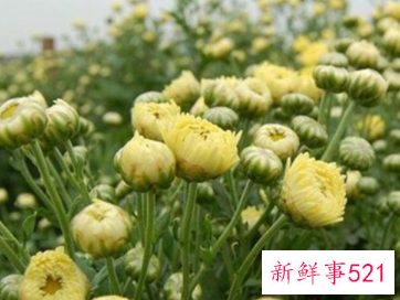 贡菊花和胎菊花的区别