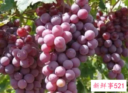 葡萄的营养成分含量