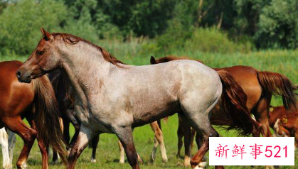 马的婚姻配属相最好