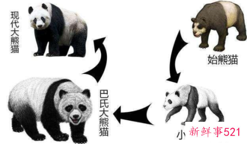 大熊猫为什么被视为国宝