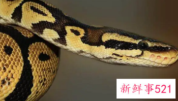 已婚女人梦见大蟒蛇追自己