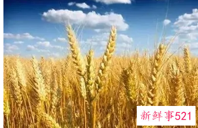 玉米和小麦的异同