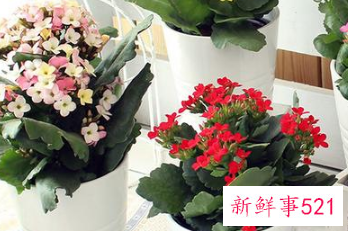 名字好听的植物