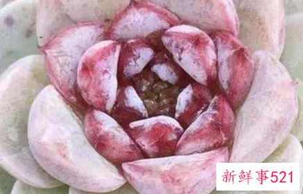 天鹅绒多肉的养殖方法