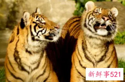 十二生肖虎的最佳配对