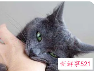 梦到自己养的猫咬自己