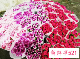 康乃馨花优美的句子