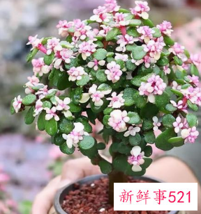 7种象征吉祥和好运的花