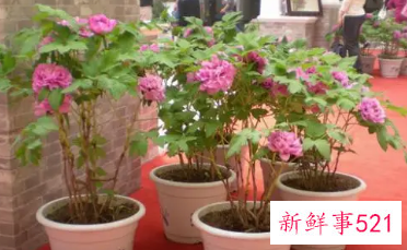 牡丹花怎么养才能开花