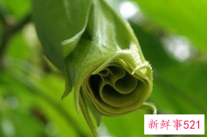 象征着希望和未来的花