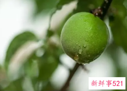 酵素青梅的功效及副作用