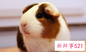 哪种小宠物干净好养没有味