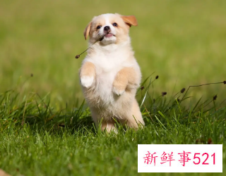 梦见狗代表着什么