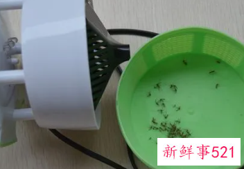 灭蚊灯和蚊香液哪个效果好