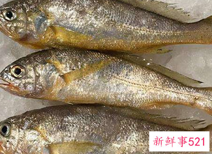 黄花鱼保鲜采用什么冷冻方式