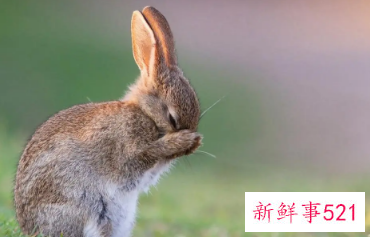 有创意的兔子名字