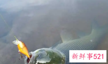 女人梦见抓到一条大鱼