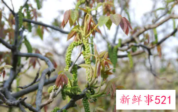 梦见核桃树开花是什么意思