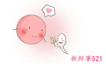 想怀男孩是排卵前同房还是排卵后同房