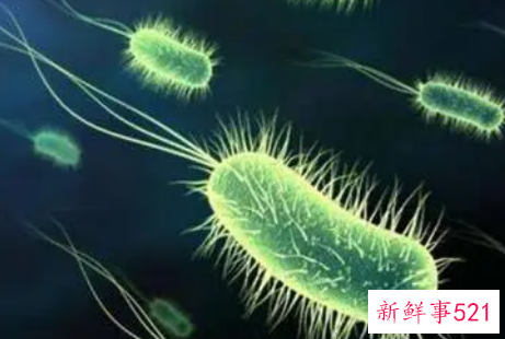 大肠杆菌是什么