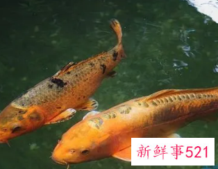 梦见很多鱼有什么意思