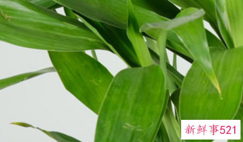 富贵竹的根须的修整方法