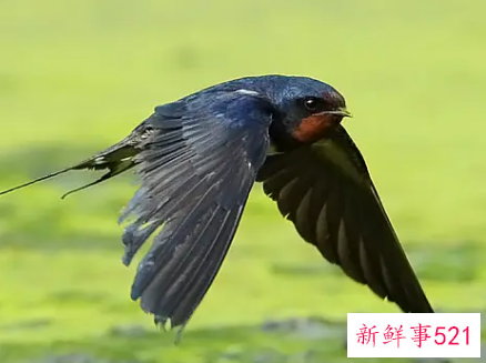 梦见燕子起飞是什么意思