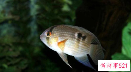 极端天气后鱼塘养殖的注意事项