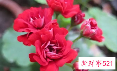 自制一瓶高效无毒驱蚊水