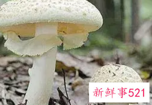 不能吃的菌子有哪些