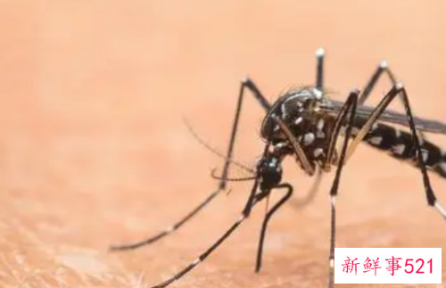 小孩子被蚊子咬了怎么办