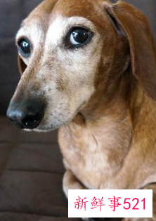 哪种小宠物干净好养没有味