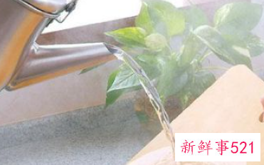 砧板发霉怎么处理