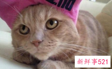 饲养宠物要注意风水禁忌