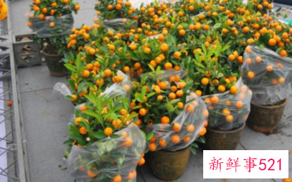 春节家里摆什么花喜庆