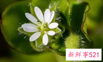 名字好听的植物