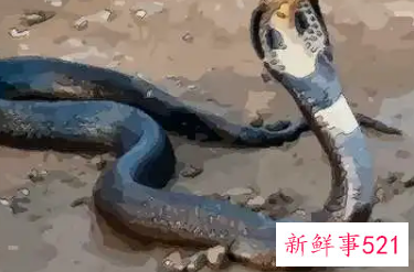 梦见蟒蛇是好是坏