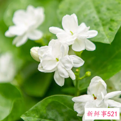 茉莉全成干枯枝怎么办