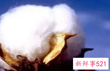 周公解梦梦见自己摘棉花