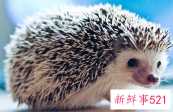 关于怀孕初期的童话胎教