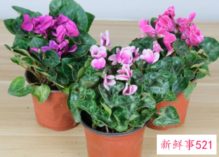 春节家里摆什么花喜庆