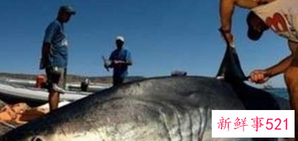 野生动物资源保护方法